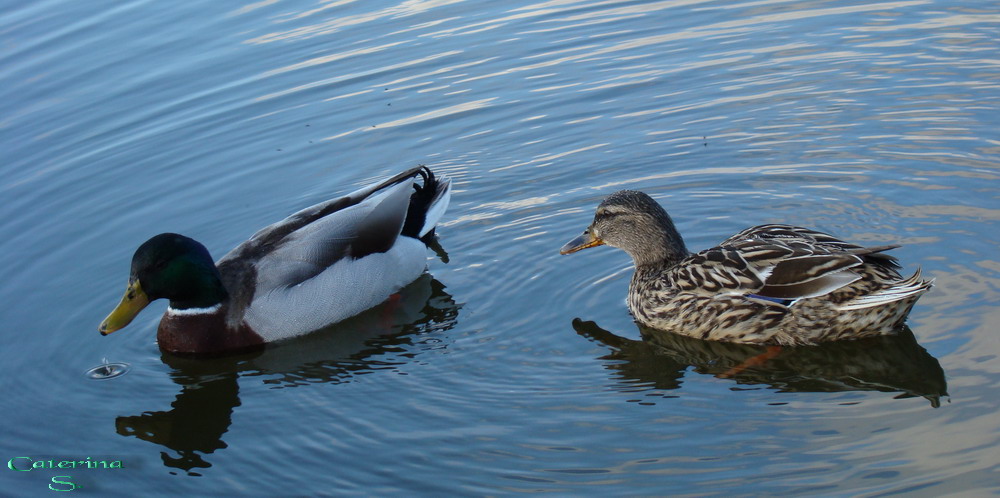 Avifauna humor